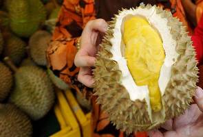 Kejatuhan harga durian jenis itu antara RM20 dan RM30 sekilogram di pasaran tempatan disebabkan permintaan berkurangan. Pasaran durian Musang King dijangka pulih minggu depan