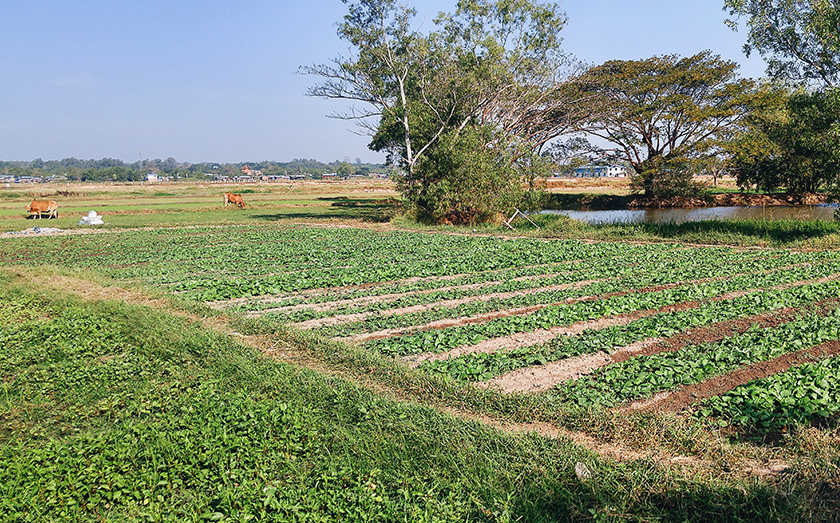 When U Ko Aye isn’t planting Paw San rice, he plants mustard and watercress. Karim Raslan Photo