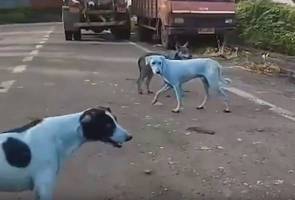 Berita Makanan Anjing Cari Berita Terkini Mengenai Makanan Anjing