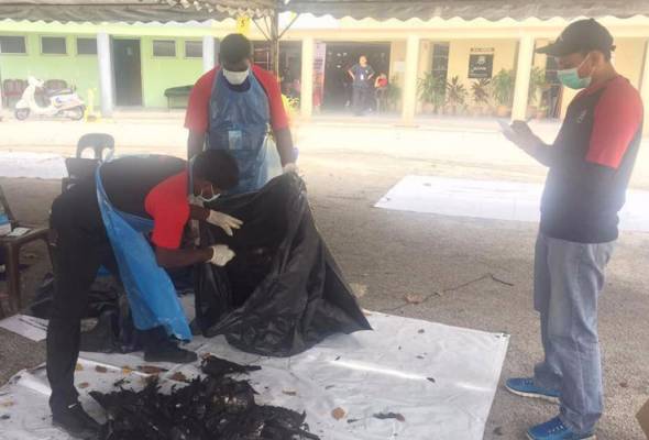 800 Gambar Burung Johan Terbaru 800 Gambar Burung Johan Terbaru