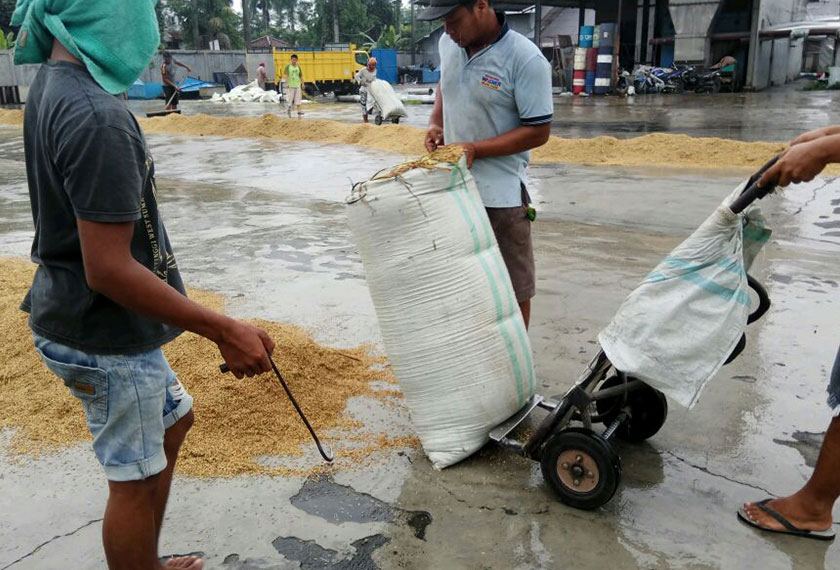 While they have a drying machine, the millers also dry the paddy out in the sun. - Karim Raslan Photo