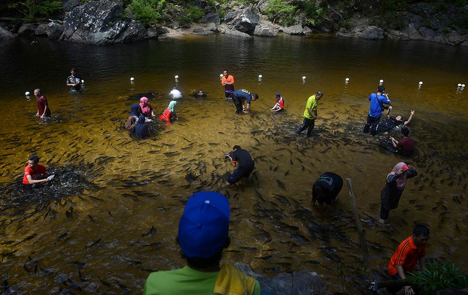TASIK KENYIR, 10 Okt - Pengunjung Santuari Ikan Kelah di Tasik Kenyir, Hulu Terengganu memberi makanan kepada ikan kelah yang terdapat di santuari yang merupakan salah satu tarikan pengunjung di kawasan itu. Mula diusahakan pada Januari 2006, santuari ini kemudiannya dibuka kepada orang ramai pada 15 Okt, 2008 untuk memberi peluang kepada masyarakat melihat sendiri habitat ikan kelah ini. -fotoBERNAMA TASIK KENYIR, 10 Okt - Pengunjung Santuari Ikan Kelah di Tasik Kenyir, Hulu Terengganu memberi makanan kepada ikan kelah yang terdapat di santuari yang merupakan salah satu tarikan pengunjung di kawasan itu. Mula diusahakan pada Januari 2006, santuari ini kemudiannya dibuka kepada orang ramai pada 15 Okt, 2008 untuk memberi peluang kepada masyarakat melihat sendiri habitat ikan kelah ini. -fotoBERNAMA