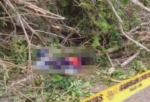 Ajal dihempap pokok tumbang Ajal dihempap pokok tumbang