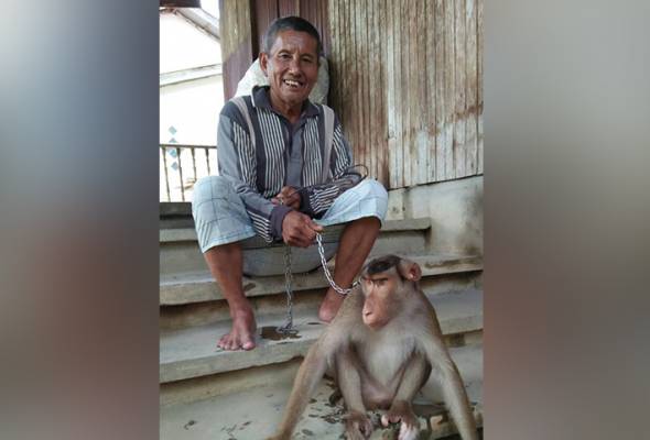 Ating... si beruk 'multitasking' jadi kesayangan Awang Ating... si beruk 'multitasking' jadi kesayangan Awang