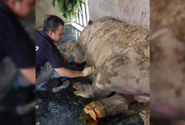 KATS akan percepat MoU dengan Indonesia bagi kembalikan badak sumbu Sumatera KATS akan percepat MoU dengan Indonesia bagi kembalikan badak sumbu Sumatera