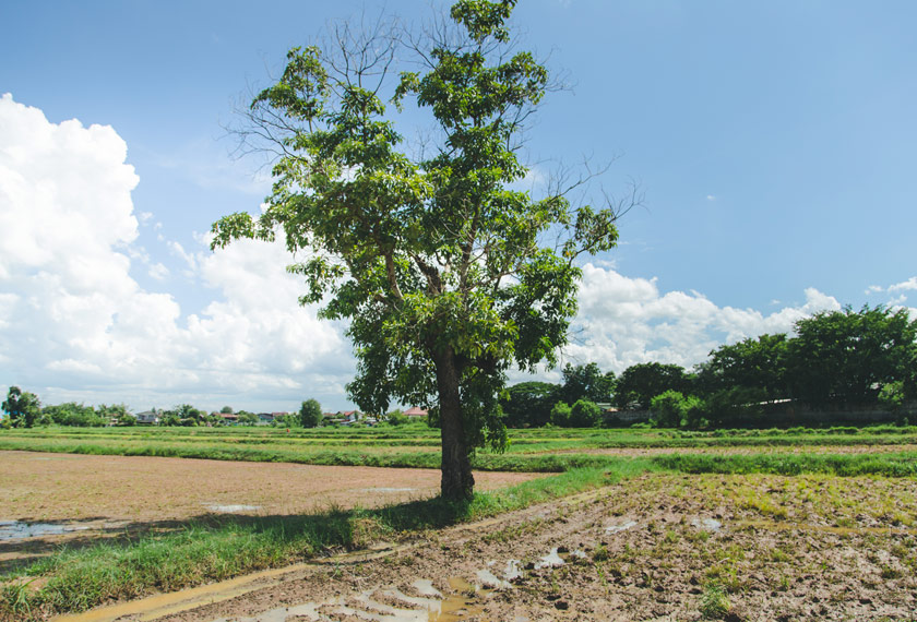 The Isaarn region - with its rice-field flatlands - is host to the tension between Bangkok’s homogenising Thaification policies and the earthy rambunctiousness of the outlying northeastern provinces which lies at the heart of much of Thai political history. - Muhaimin E-Taela for Ceritalah