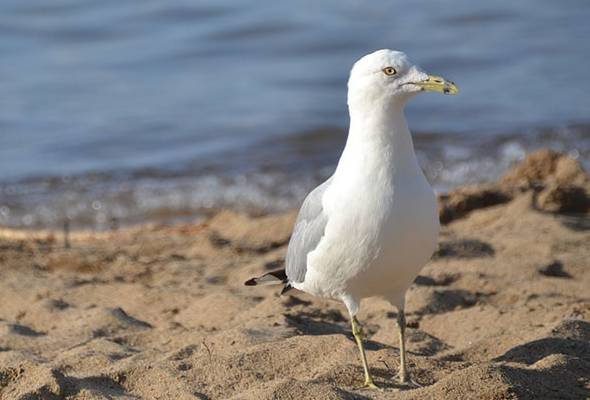 Lelaki Didenda Kerana Tendang Burung Camar Yang Mencuri Burgernya