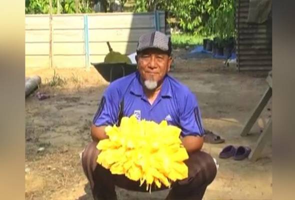 Pengusaha nangka madu nekad mahu komersialkan hasil tanaman Pengusaha nangka madu nekad mahu komersialkan hasil tanaman