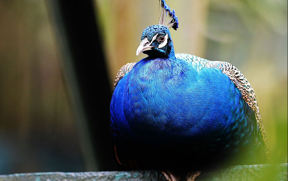Foto Terbaik Di Taman Burung Malaysia Foto Astro Awani