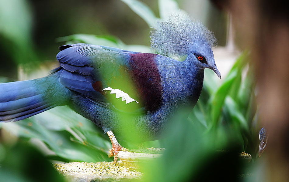 Foto Terbaik Di Taman Burung Malaysia Foto Astro Awani