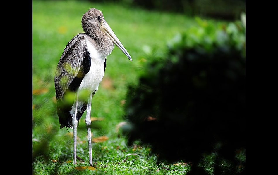 Foto Terbaik Di Taman Burung Malaysia Foto Astro Awani