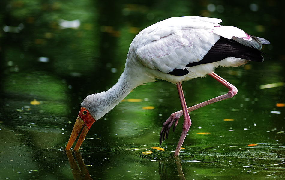 Foto Terbaik Di Taman Burung Malaysia Foto Astro Awani