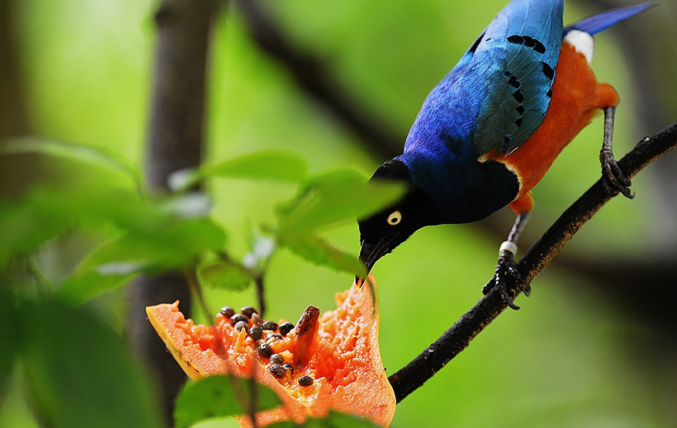 Foto Terbaik Di Taman Burung Malaysia Foto Astro Awani