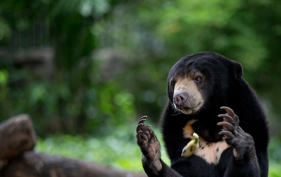 Anjing Laut Menghampiri Pengunjung Hari Hari Terakhir Zoo Dusit
