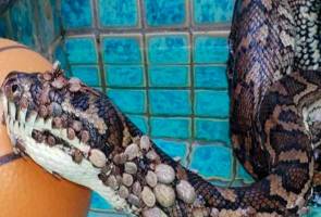 Nike itu diselamatkan dari kawasan belakang sebuah kolam renang di Gold Coast di Queensland pada minggu lalu. 'Nike' ular dihurung ratusan kutu babi kini merana