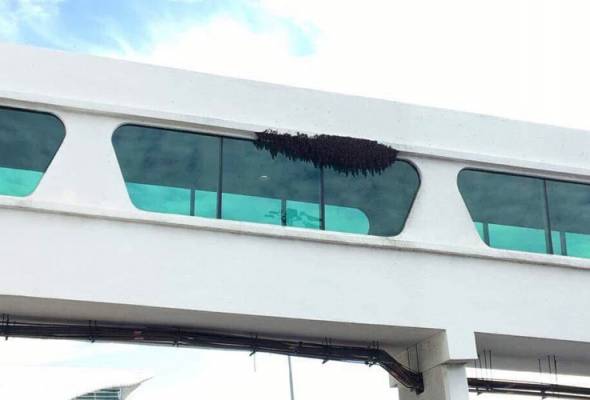 Netizen puji tindakan MAHB pindahkan sarang lebah, bukan hapus Netizen puji tindakan MAHB pindahkan sarang lebah, bukan hapus