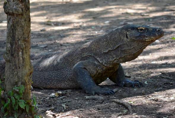 Populasi berkurangan, Taman Nasional Komodo akan ditutup setahun Populasi berkurangan, Taman Nasional Komodo akan ditutup setahun