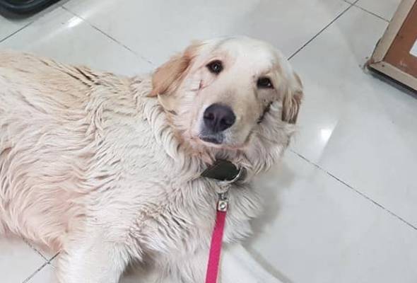 Kejam Mulut Anjing Ditoreh Sehingga Kelihatan Seperti Joker