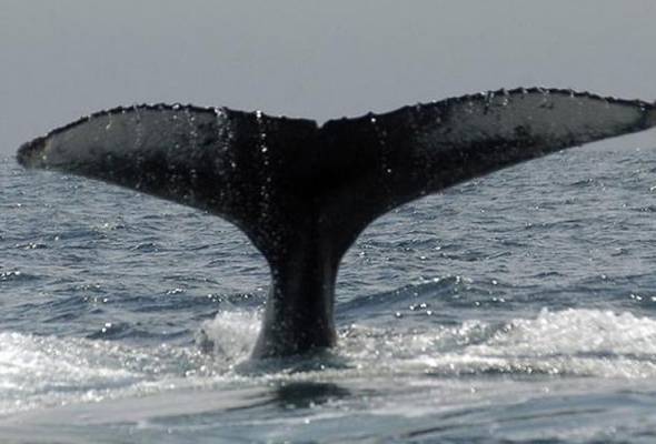 Jabatan Perikanan tidak jumpa paus Humpback Jabatan Perikanan tidak jumpa paus Humpback