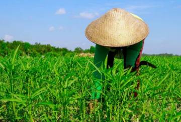 Akar umbi, Dana Desa dan kemenangan Jokowi