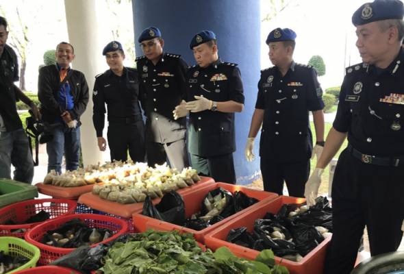 Tiga sekawan proses air ketum ditahan polis Tiga sekawan proses air ketum ditahan polis