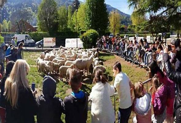 Elak kelas ditutup, kambing didaftarkan ke sekolah Elak kelas ditutup, kambing didaftarkan ke sekolah