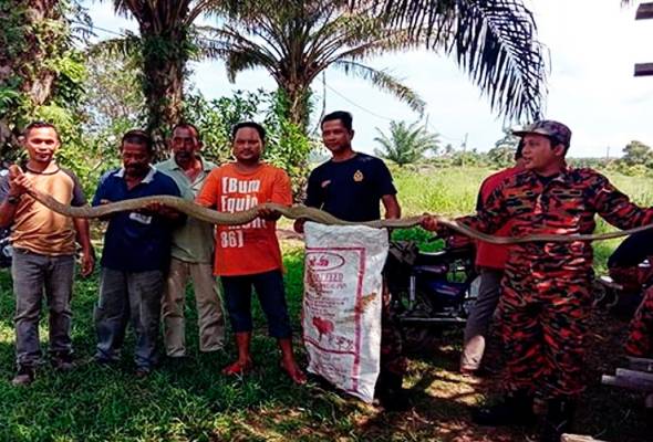 Ular tedung selar 16 kaki 'pelanggan' kedai Ular tedung selar 16 kaki 'pelanggan' kedai