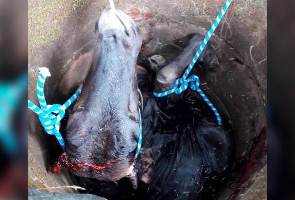 Semalaman lembu 'Kak Ha' dalam perigi, akhirnya diselamatkan bomba Semalaman lembu 'Kak Ha' dalam perigi, akhirnya diselamatkan bomba