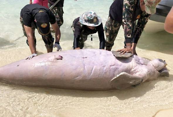 Dua lagi bangkai dugong dijumpai, aktivis hidupan liar Thailand semakin resah Dua lagi bangkai dugong dijumpai, aktivis hidupan liar Thailand semakin resah