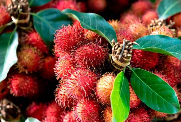 Malaysia perkenal rambutan di Washington semasa sambutan Hari Kebangsaan Malaysia perkenal rambutan di Washington semasa sambutan Hari Kebangsaan