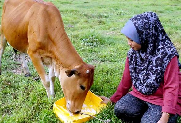 'Aida Jebat' habiskan seperiuk nasi setiap hari 'Aida Jebat' habiskan seperiuk nasi setiap hari
