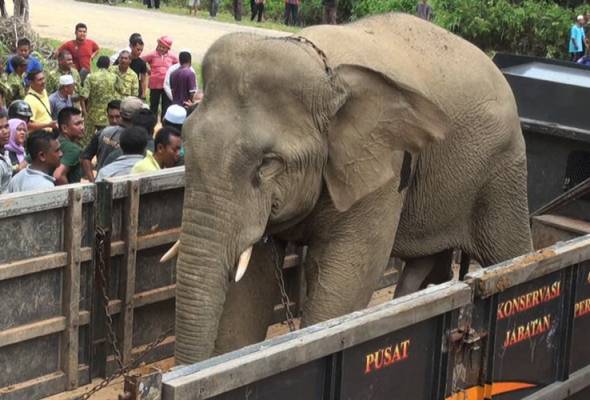 Amukan di Memali, gajah jantan dipindahkan ke Royal Belum Amukan di Memali, gajah jantan dipindahkan ke Royal Belum