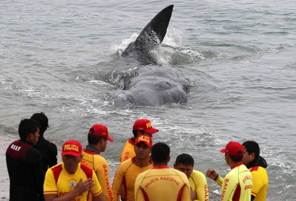 Paus sperma mati selepas tersangkut celah batu Paus sperma mati selepas tersangkut celah batu