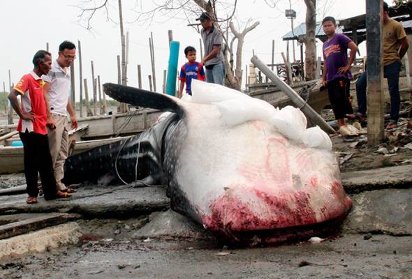 Yu paus ditemukan mati di perairan Tanjung Tohor Yu paus ditemukan mati di perairan Tanjung Tohor