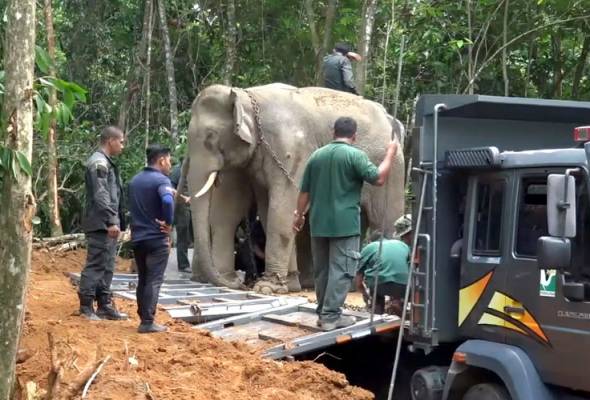 Operasi pemindahan berjaya, selepas gajah betina bantu Perhilitan buat tangkapan Operasi pemindahan berjaya, selepas gajah betina bantu Perhilitan buat tangkapan