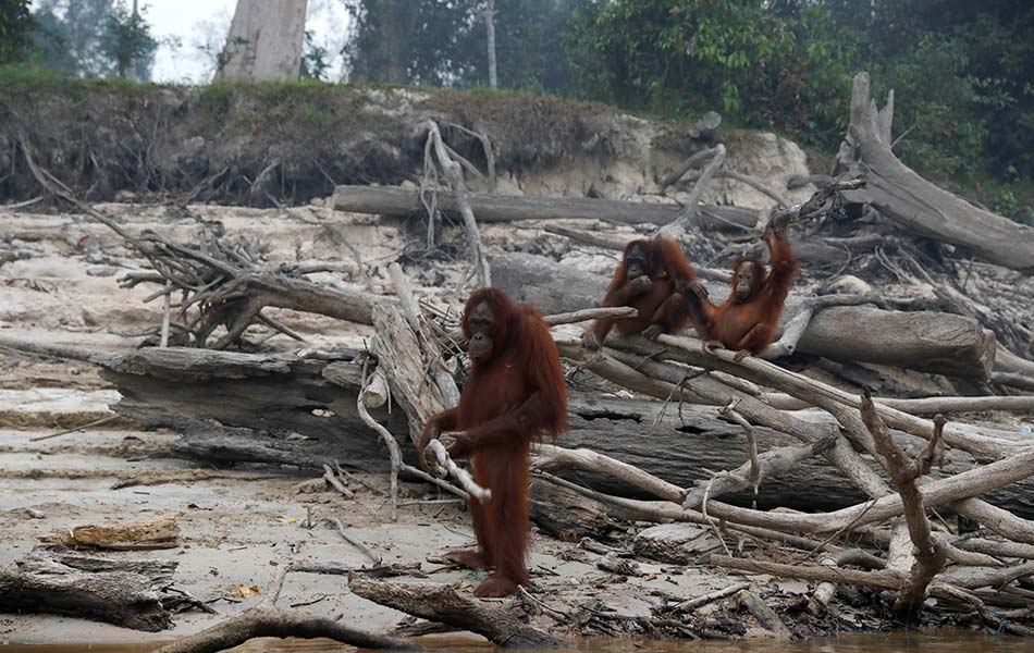 Sekumpulan orangutan ini cuba meneruskan hidup meskipun habitat pra-pelepasannya di Pulau Salat, Palangkaraya, Kalimantan Tenga terkena tempias kebakaran dan diselubungi jerebu. - Reuters Sekumpulan orangutan ini cuba meneruskan hidup meskipun habitat pra-pelepasannya di Pulau Salat, Palangkaraya, Kalimantan Tenga terkena tempias kebakaran dan diselubungi jerebu. - Reuters