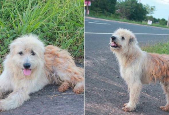 4 Tahun Tunggu Di Tepi Jalan Anjing Ini Akhirnya Bertemu Semula