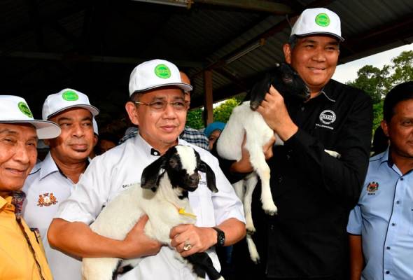 Mardi lancar baka kambing baharu dikenali 'BK' Mardi lancar baka kambing baharu dikenali 'BK'