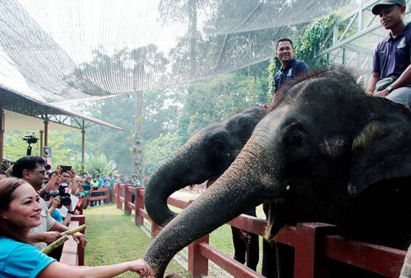 Santuari gajah RM20 juta tangani konflik gajah dan manusia Santuari gajah RM20 juta tangani konflik gajah dan manusia