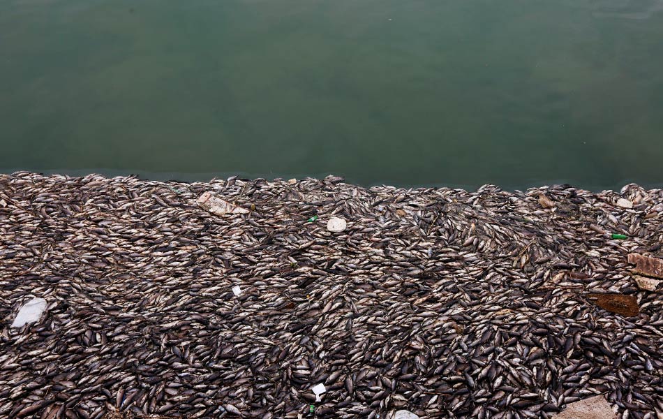 Aktiviti pertanian yang tidak terkawal didakwa menjadi punca kematian ribuan ikan kap di kawasan ternakan di sepanjang Sungai Euphrates, Mussayab, Iraq. - Reuters Aktiviti pertanian yang tidak terkawal didakwa menjadi punca kematian ribuan ikan kap di kawasan ternakan di sepanjang Sungai Euphrates, Mussayab, Iraq. - Reuters
