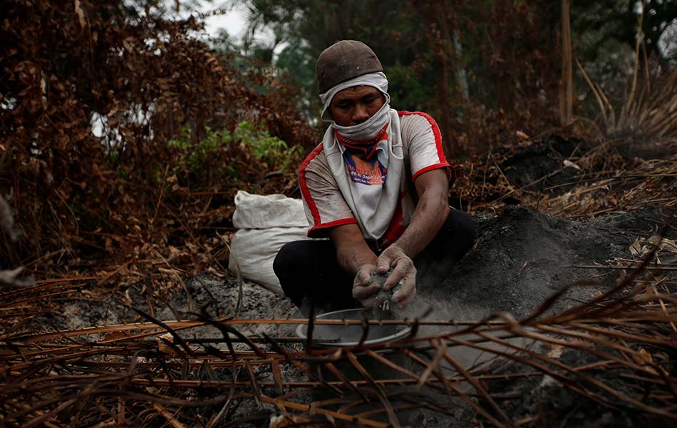 Masih ada yang berharap tentang survival kehidupan meskipun dalam kemusnahan. Seorang petani Muhammad Rasman, 51, mengumpul debu kebakaran untuk membaja tanamannya di daerah Sebangau, Palangkaraya, Kalimantan Tengah. - Reuters Masih ada yang berharap tentang survival kehidupan meskipun dalam kemusnahan. Seorang petani Muhammad Rasman, 51, mengumpul debu kebakaran untuk membaja tanamannya di daerah Sebangau, Palangkaraya, Kalimantan Tengah. - Reuters