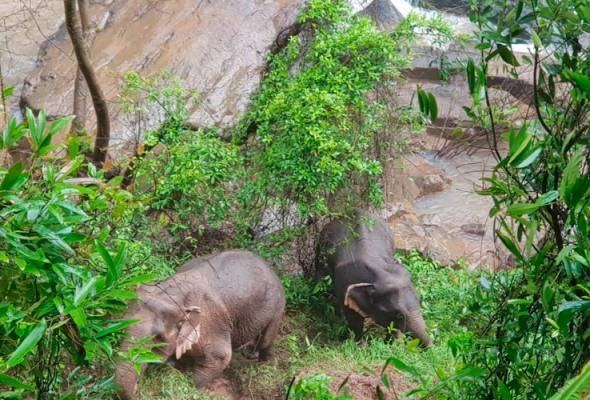 Kematian gajah di Thailand: Tiga bangkai dikutip dan ditanam Kematian gajah di Thailand: Tiga bangkai dikutip dan ditanam