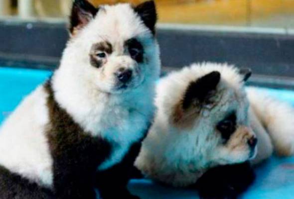 Anjing Dicat Panda Cetus Kemarahan Astro Awani
