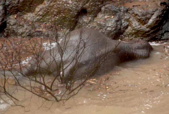Hujan lebat halang usaha kutip bangkai gajah Hujan lebat halang usaha kutip bangkai gajah