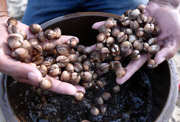 Fenomena kerang terdampar di pantai bukan petanda tsunami Fenomena kerang terdampar di pantai bukan petanda tsunami