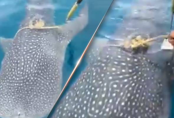 Yu paus terjerut tali: Ini luahan kasihan kumpulan pemancing yang tersayat hati Yu paus terjerut tali: Ini luahan kasihan kumpulan pemancing yang tersayat hati