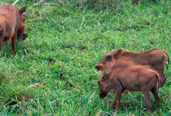 Peladang mati dimakan babi ternakannya? Peladang mati dimakan babi ternakannya?