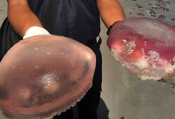 Ribuan obor-obor merah terdampar di Pantai Labuan Ribuan obor-obor merah terdampar di Pantai Labuan