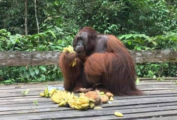 COVID-19: SFC ambil langkah proaktif lindungi Orang Utan COVID-19: SFC ambil langkah proaktif lindungi Orang Utan