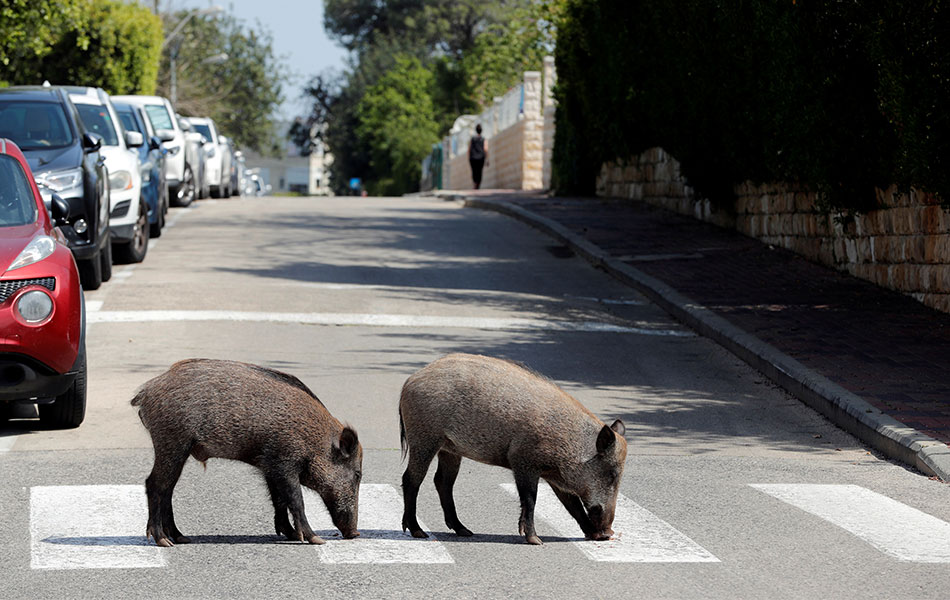 Babi hutan liar memasuki kawasan perumahan di Haifa, Israel, selepas pihak pemerintah menggesa rakyat untuk kekal berada di dalam rumah masing-masing. - REUTERS/Ronen Zvulun Babi hutan liar memasuki kawasan perumahan di Haifa, Israel, selepas pihak pemerintah menggesa rakyat untuk kekal berada di dalam rumah masing-masing. - REUTERS/Ronen Zvulun